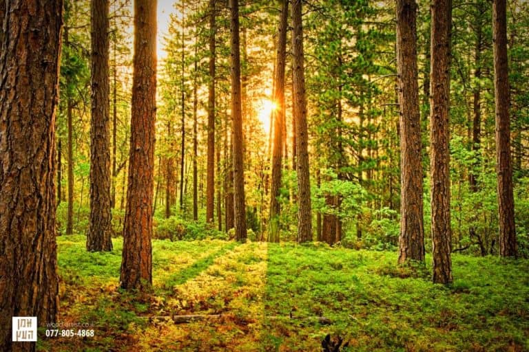 סוגי עצים